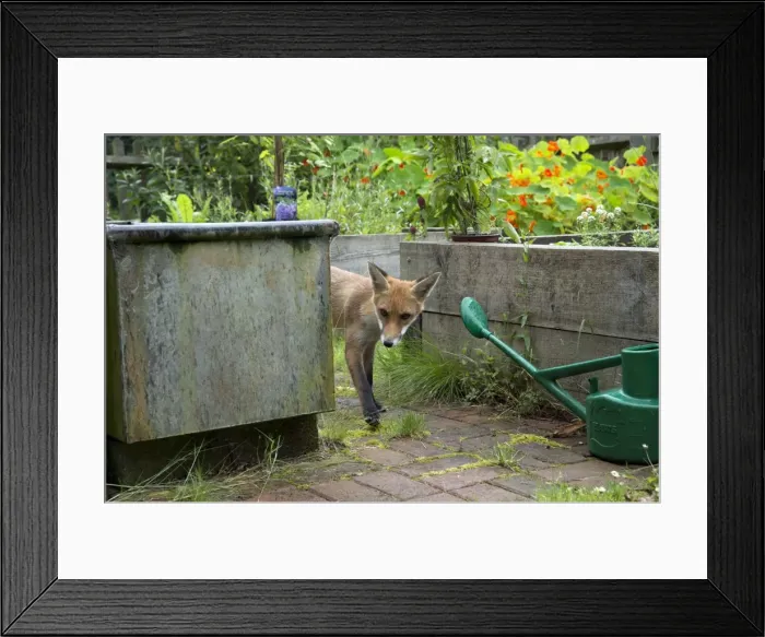 Framed Print : Picture No. 10892667 Framed Print : Picture No. 10892667