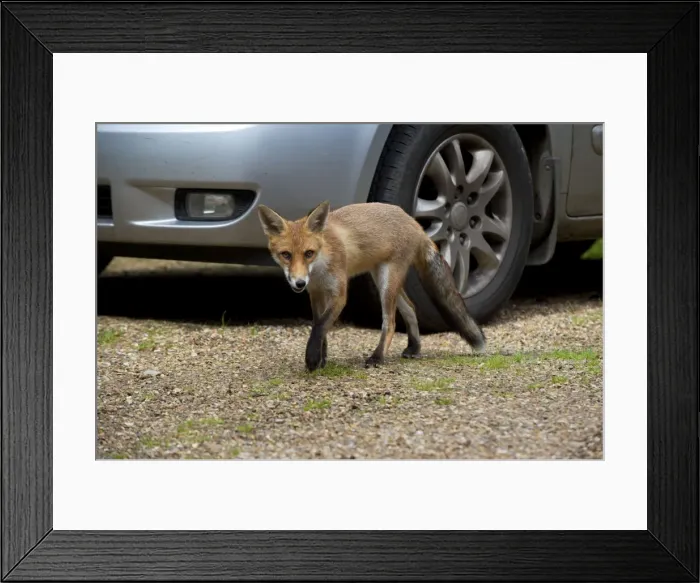 Framed Print : Picture No. 10892675 Framed Print : Picture No. 10892675