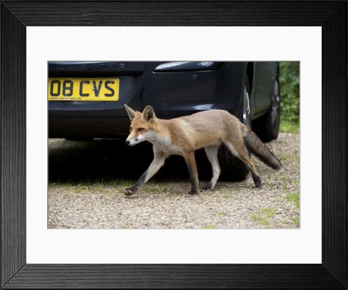 Framed Print : Picture No. 10892676 Framed Print : Picture No. 10892676