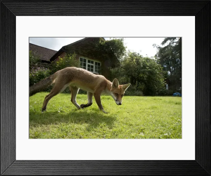 Framed Print : Picture No. 10892672 Framed Print : Picture No. 10892672