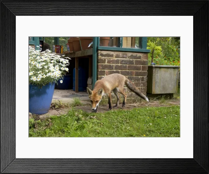 Framed Print : Picture No. 10892671 Framed Print : Picture No. 10892671