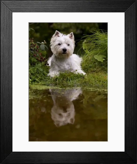 Framed Print : Picture No. 10892684 Framed Print : Picture No. 10892684