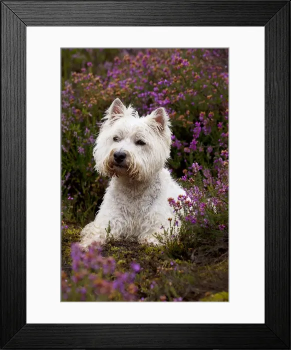 Framed Print : Picture No. 10892687 Framed Print : Picture No. 10892687