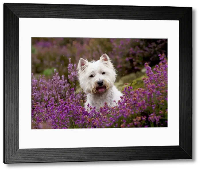 Framed Print : Picture No. 10892686 Framed Print : Picture No. 10892686