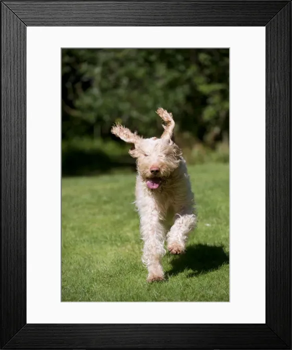 Framed Print : Picture No. 10892696 Framed Print : Picture No. 10892696