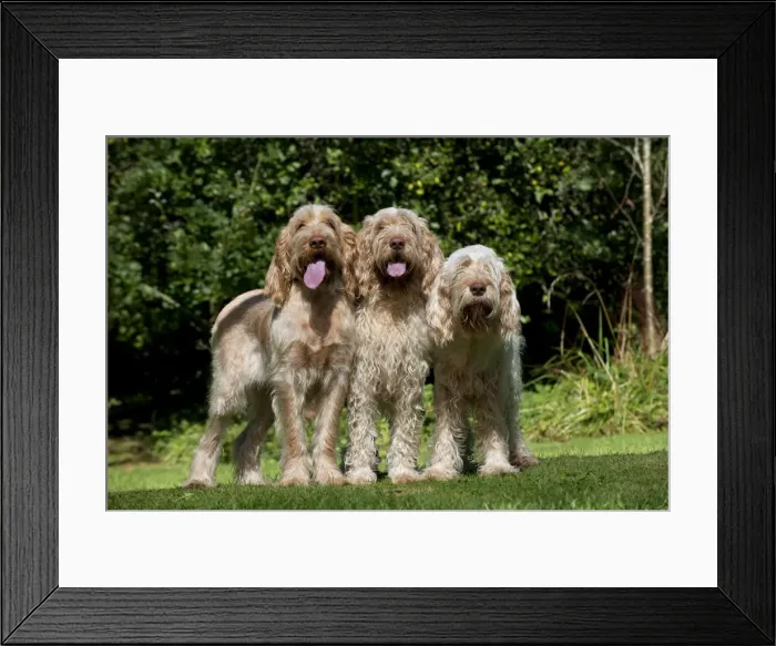 Framed Print : Picture No. 10892695 Framed Print : Picture No. 10892695