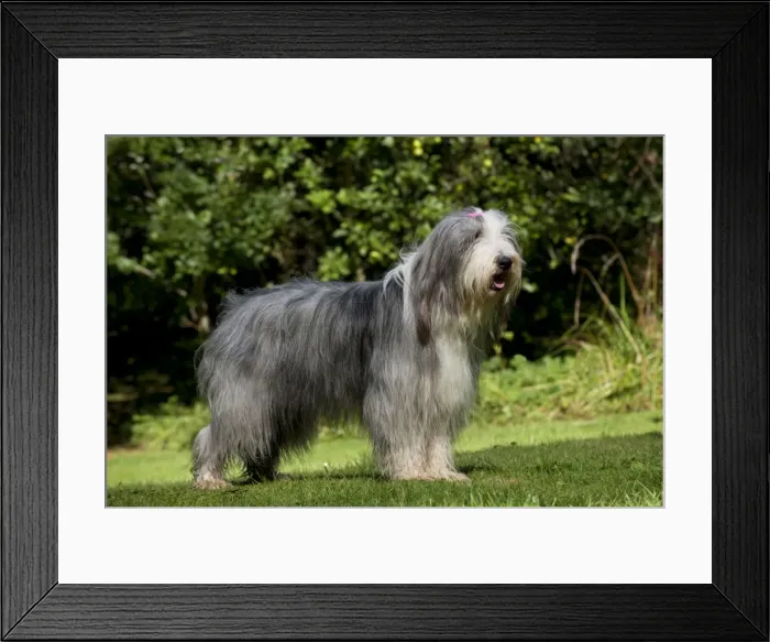 Framed Print : Picture No. 10892694 Framed Print : Picture No. 10892694