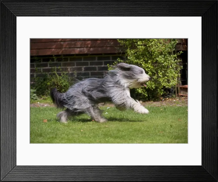 Framed Print : Picture No. 10892700
