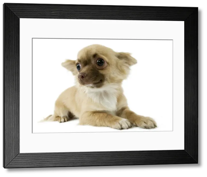 Framed Print : Picture No. 10892701 Framed Print : Picture No. 10892701