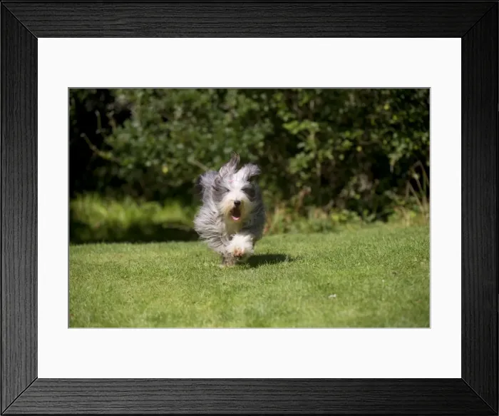 Framed Print : Picture No. 10892698 Framed Print : Picture No. 10892698