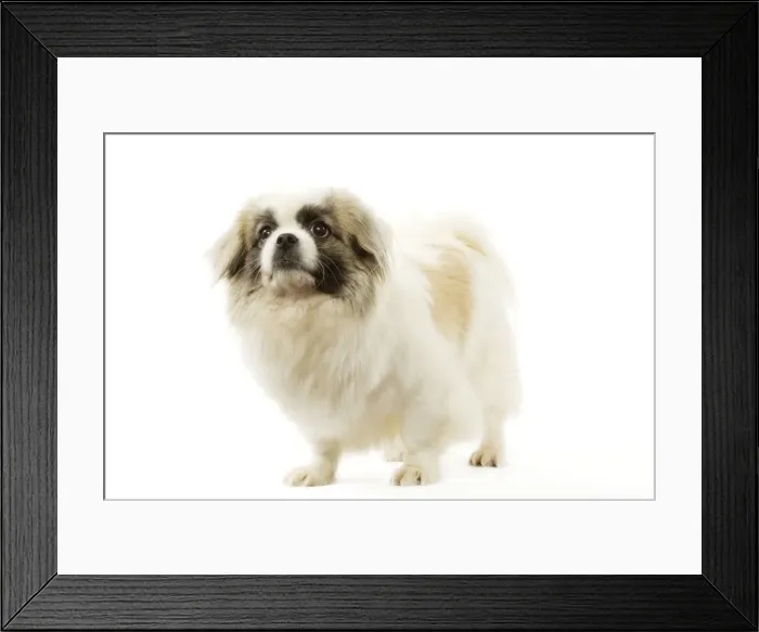 Framed Print : Picture No. 10892703 Framed Print : Picture No. 10892703