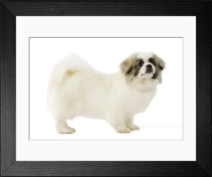 Framed Print : Picture No. 10892706 Framed Print : Picture No. 10892706