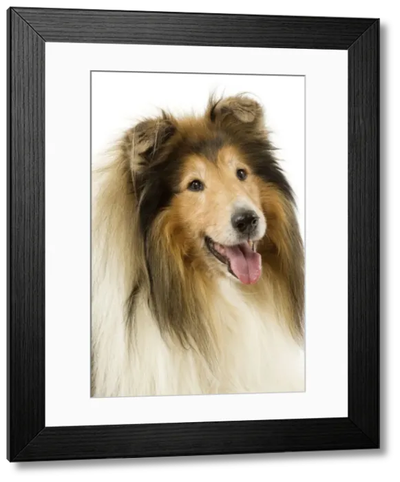 Framed Print : Picture No. 10892702 Framed Print : Picture No. 10892702