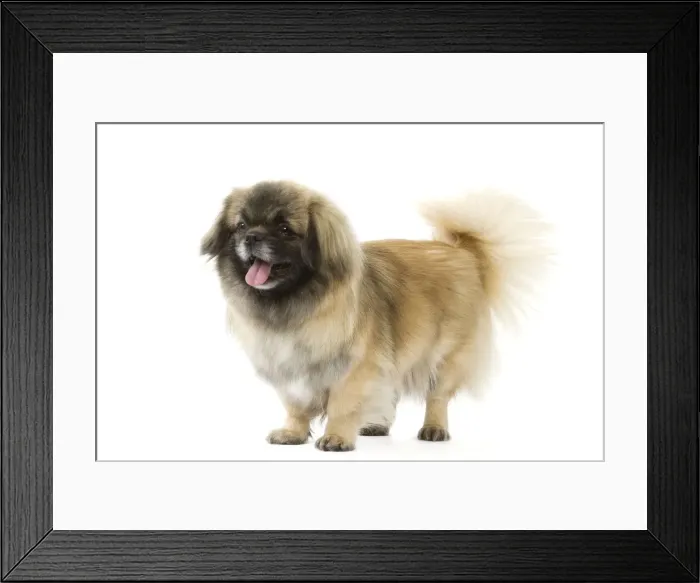 Framed Print : Picture No. 10892704 Framed Print : Picture No. 10892704