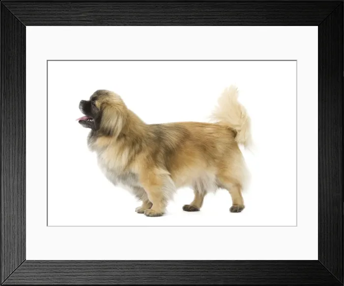 Framed Print : Picture No. 10892705 Framed Print : Picture No. 10892705