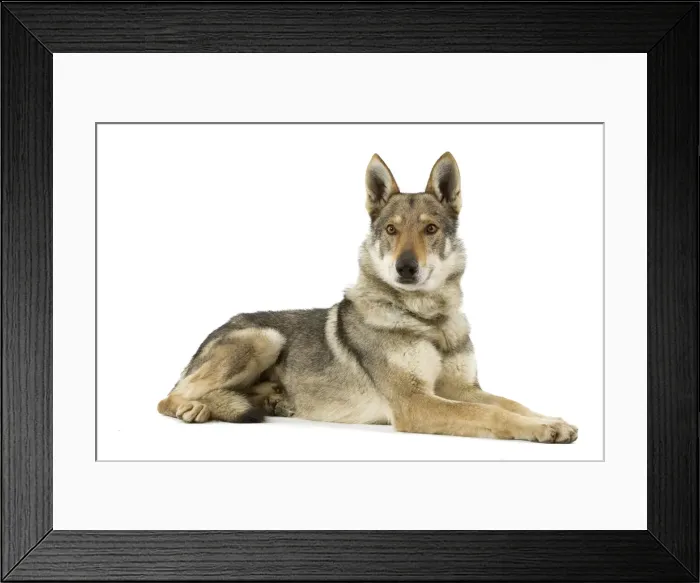 Framed Print : Picture No. 10892709 Framed Print : Picture No. 10892709