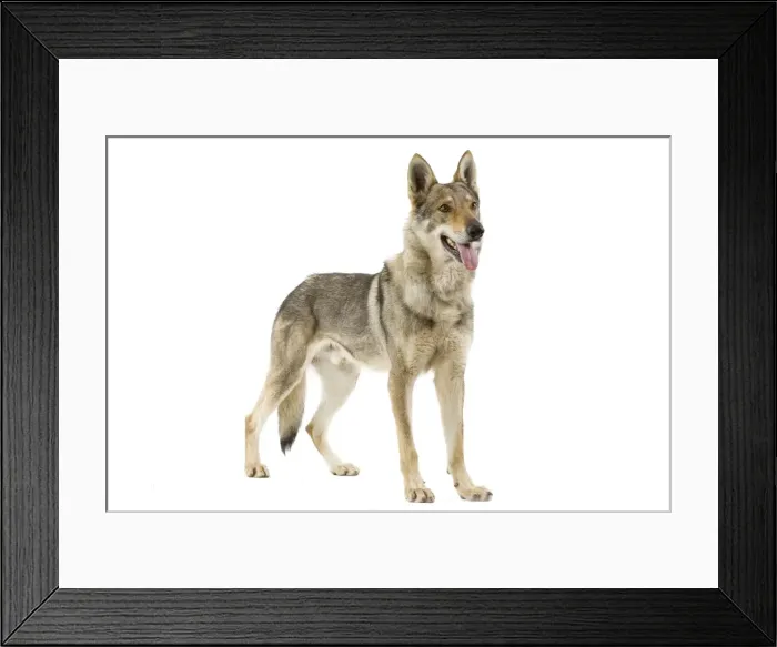 Framed Print : Picture No. 10892714 Framed Print : Picture No. 10892714