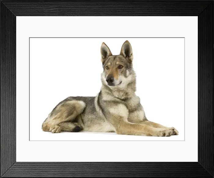 Framed Print : Picture No. 10892711 Framed Print : Picture No. 10892711