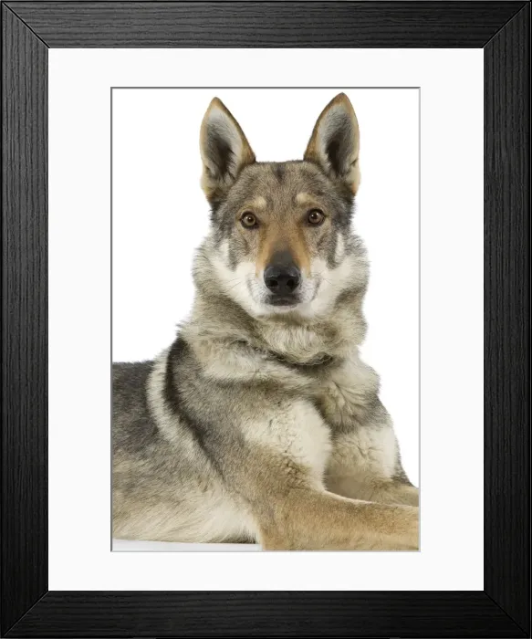 Framed Print : Picture No. 10892710 Framed Print : Picture No. 10892710