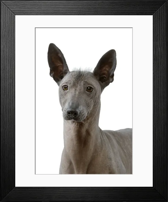 Framed Print : Picture No. 10892723 Framed Print : Picture No. 10892723