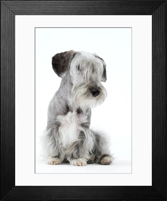 Framed Print : Picture No. 10892722