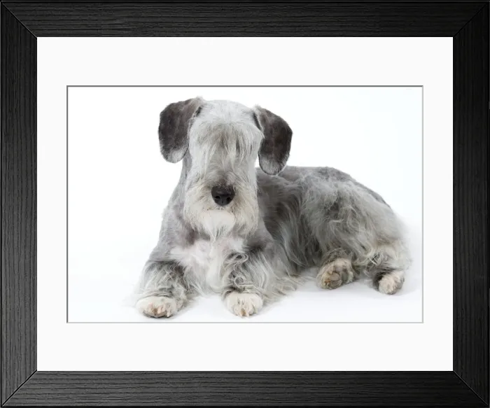 Framed Print : Picture No. 10892721 Framed Print : Picture No. 10892721