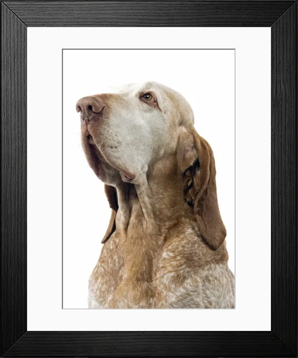 Framed Print : Picture No. 10892732 Framed Print : Picture No. 10892732
