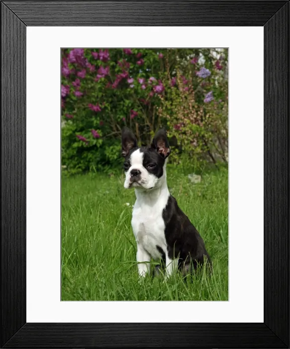 Framed Print : Picture No. 10892734 Framed Print : Picture No. 10892734