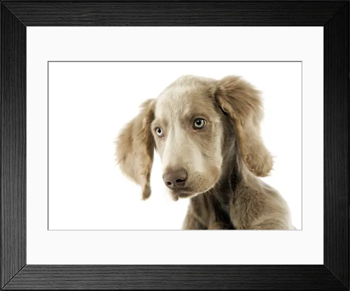 Framed Print : Picture No. 10892740 Framed Print : Picture No. 10892740