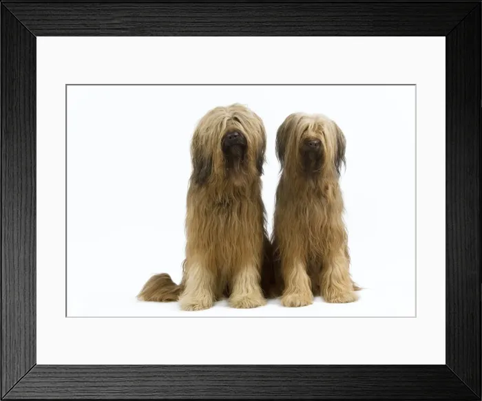 Framed Print : Picture No. 10892743 Framed Print : Picture No. 10892743