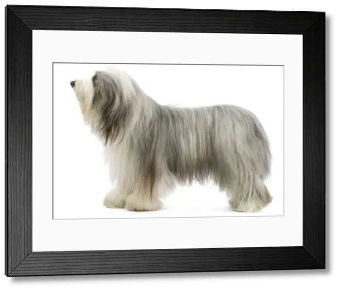 Framed Print : Picture No. 10892746 Framed Print : Picture No. 10892746