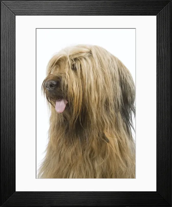 Framed Print : Picture No. 10892742 Framed Print : Picture No. 10892742
