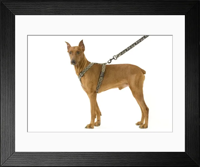 Framed Print : Picture No. 10892756 Framed Print : Picture No. 10892756
