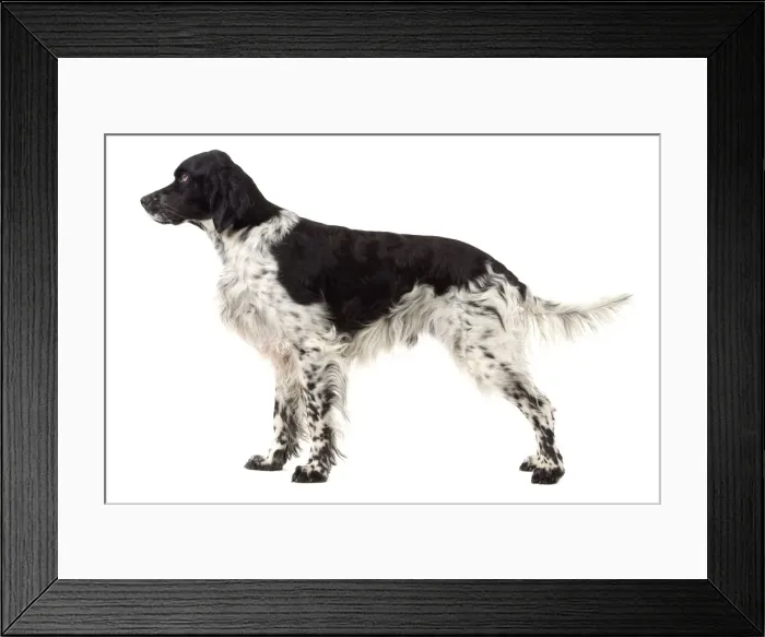 Framed Print : Picture No. 10892754 Framed Print : Picture No. 10892754