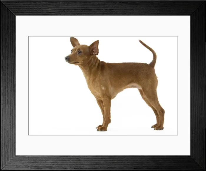 Framed Print : Picture No. 10892759 Framed Print : Picture No. 10892759