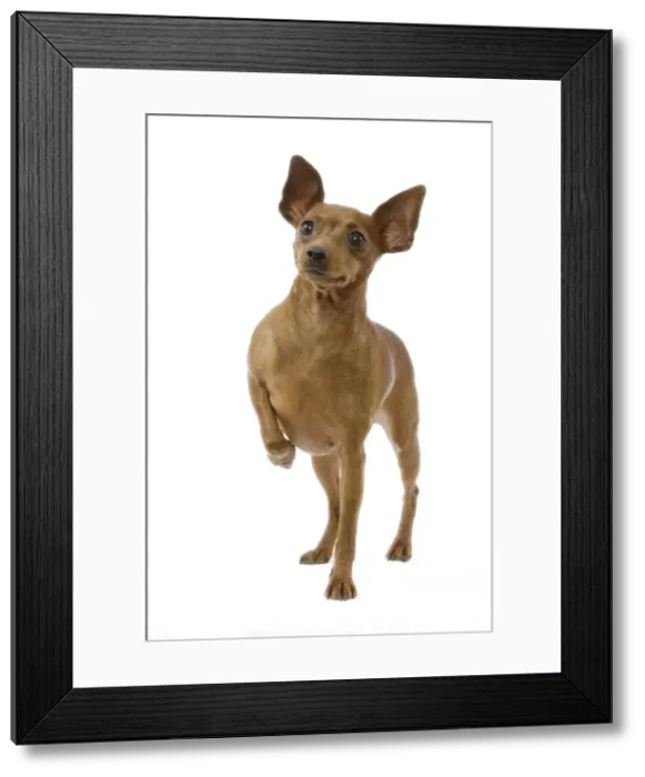Framed Print : Picture No. 10892758 Framed Print : Picture No. 10892758