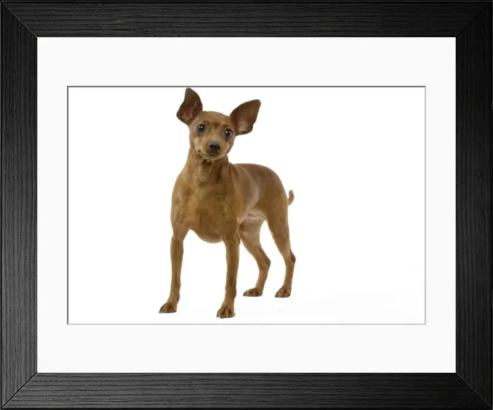 Framed Print : Picture No. 10892757