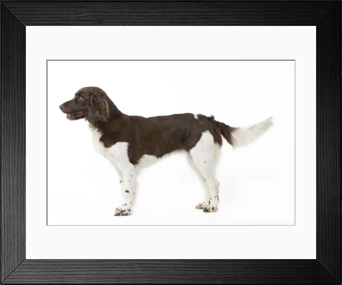 Framed Print : Picture No. 10892765 Framed Print : Picture No. 10892765
