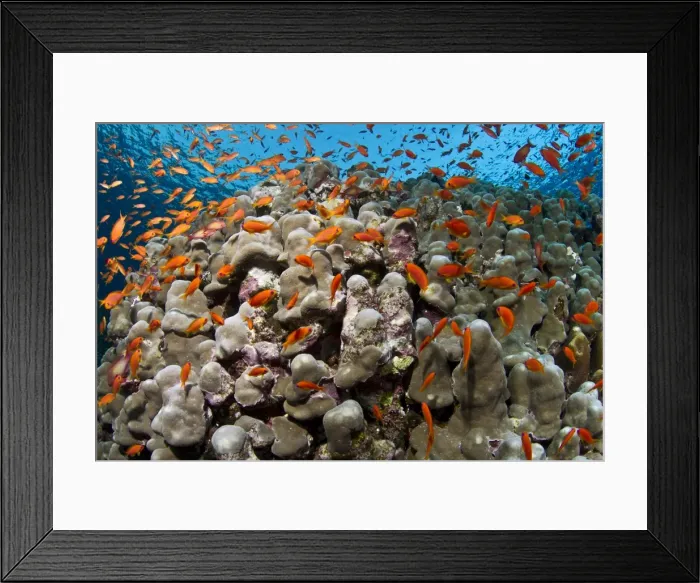 Framed Print : Picture No. 10892767 Framed Print : Picture No. 10892767