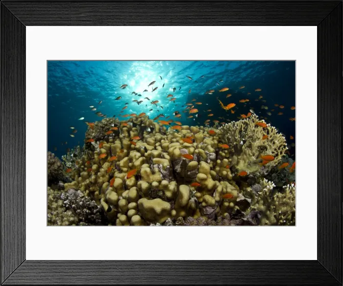 Framed Print : Picture No. 10892768