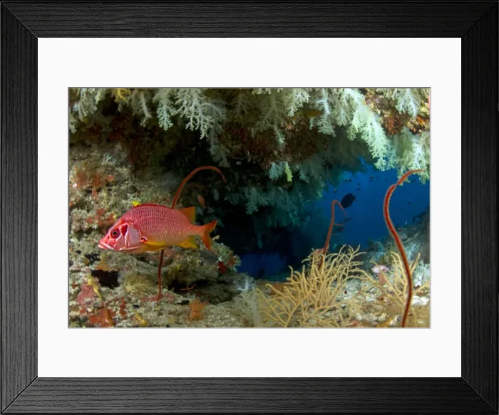 Framed Print : Picture No. 10892905