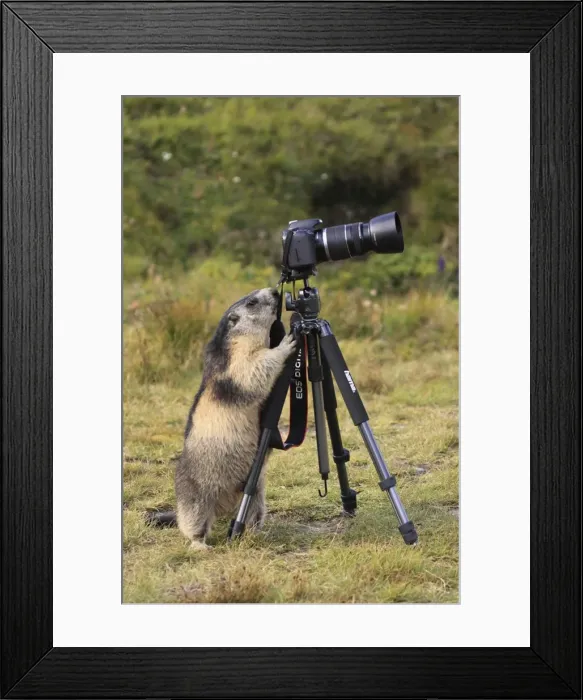Framed Print : Picture No. 10892865 Framed Print : Picture No. 10892865