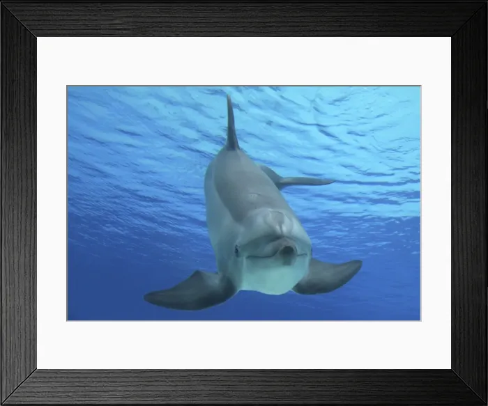 Framed Print : Picture No. 10892868
