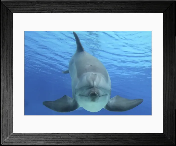 Framed Print : Picture No. 10892869