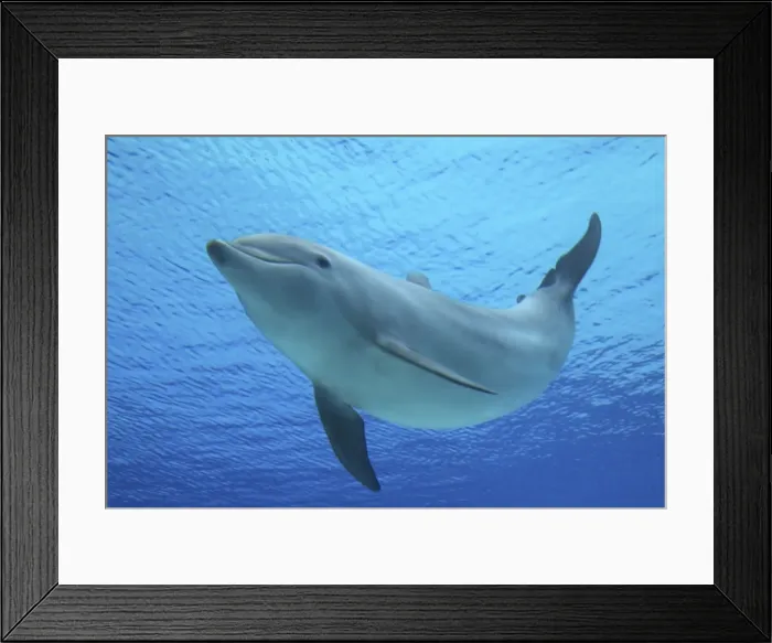 Framed Print : Picture No. 10892871 Framed Print : Picture No. 10892871