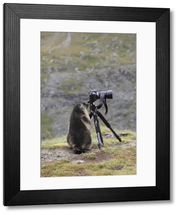 Framed Print : Picture No. 10892866 Framed Print : Picture No. 10892866