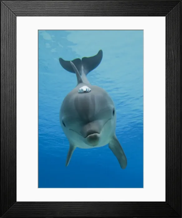 Framed Print : Picture No. 10892873