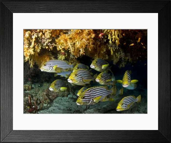 Framed Print : Picture No. 10892919 Framed Print : Picture No. 10892919