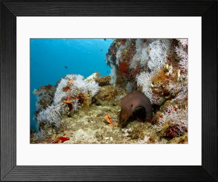 Framed Print : Picture No. 10892929 Framed Print : Picture No. 10892929