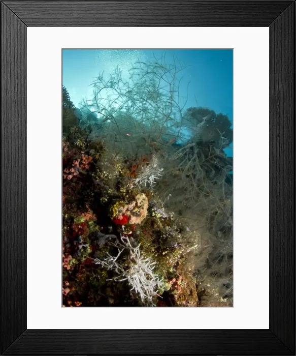 Framed Print : Picture No. 10892928